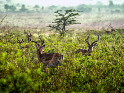黑斑羚羚羊警觉站在非洲大草原，肯尼亚
