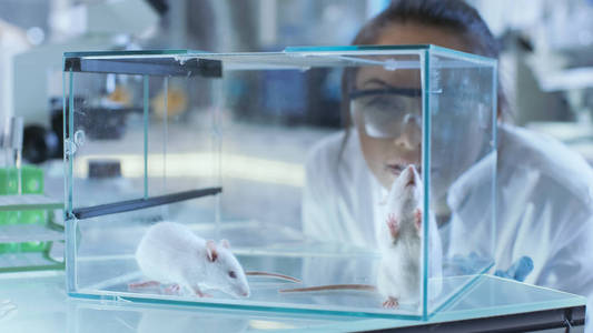 医学研究科学家检查实验室小鼠存放在 G