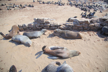 海豹在纳米比亚