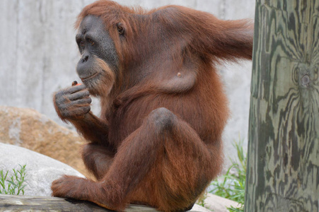 动画母猩猩壁纸图片