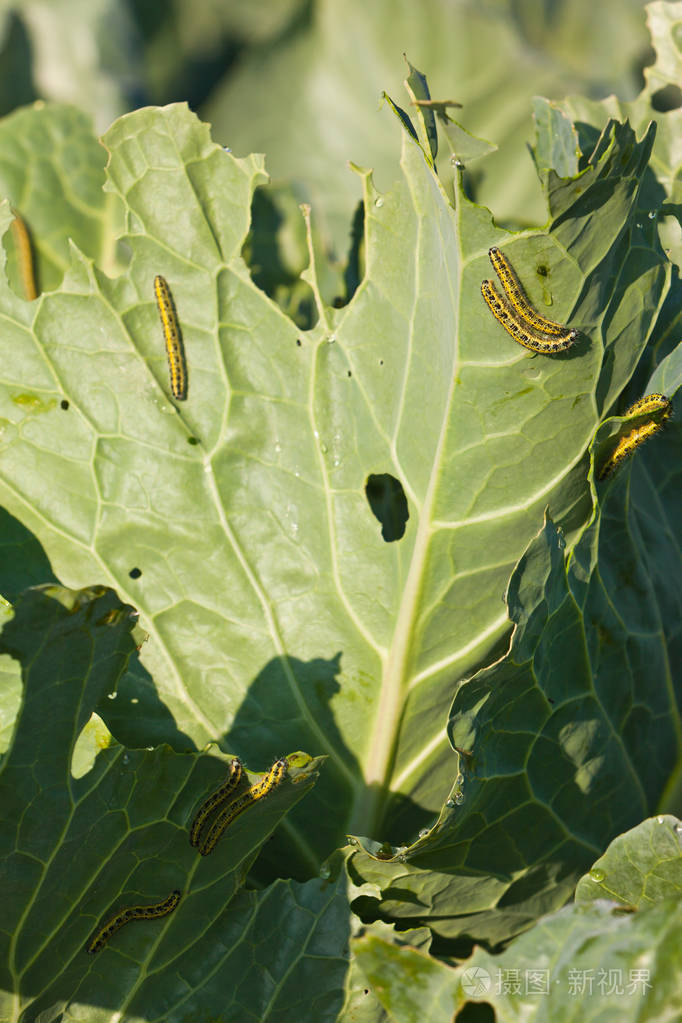 卷心菜叶上的许多毛虫
