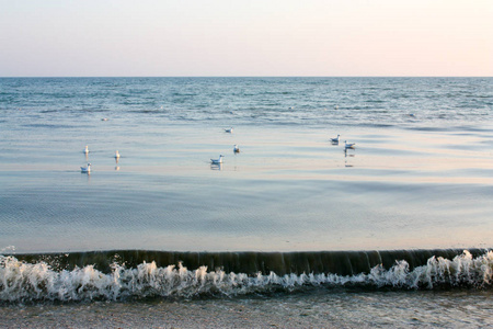 许多海鸥浮在水面上