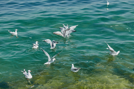 海鸥在湖上飞