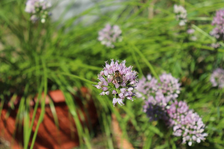 在阳光明媚的日子里, 蜜蜂在鼠尾草花阔叶树药用植物草本植物在花园里采集花粉