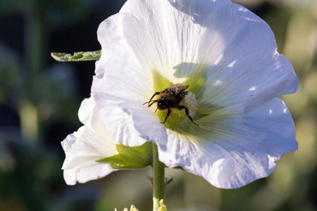 在阳光明媚的日子里, 大黄蜂在一朵小花里