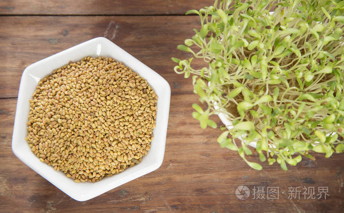 发芽的苜蓿种子 紫花苜蓿照片 正版商用图片0z0e0j 摄图新视界