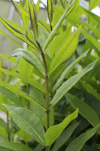 植物叶子特写