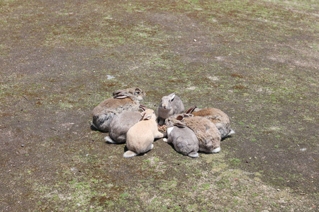 在 Okunoshima，日本广岛的兔子