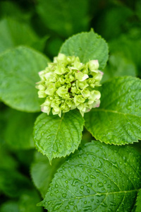 在花园里关闭粉红绣球花春天的夏季花