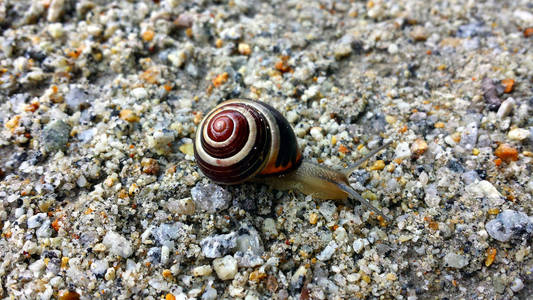蜗牛爬行，在砂和细的石头上