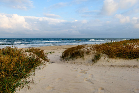 在早晨的一个暴风雨的海滩视图与孤独的树木