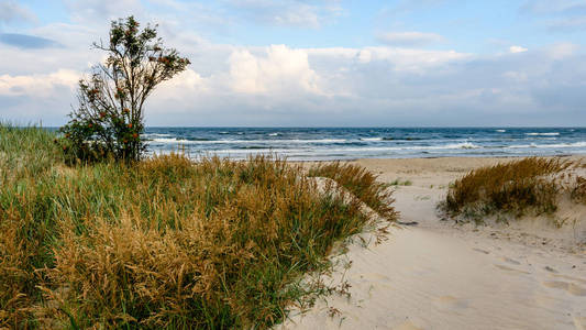 在早晨的一个暴风雨的海滩视图与孤独的树木