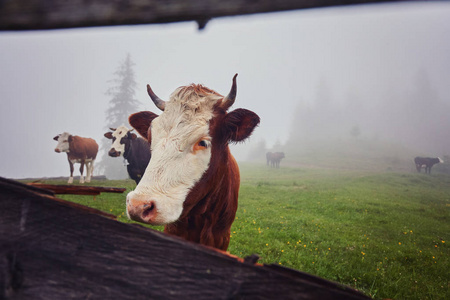 奶牛在雾里 一条毯子的温暖的灯光和迷雾覆盖 c
