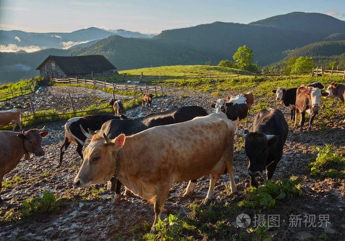 绿色草地的山水牛