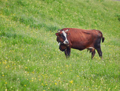 高山的牛。在农场和村庄，经常会让牛。这 i