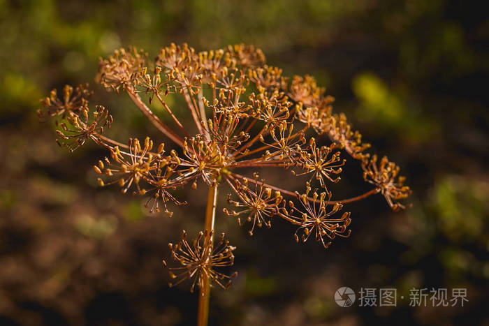 花园里开花的刺草本植物