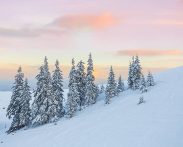 松树在日落时冬天在山上