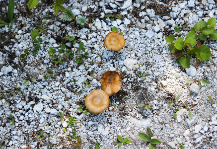 石头中的蘑菇