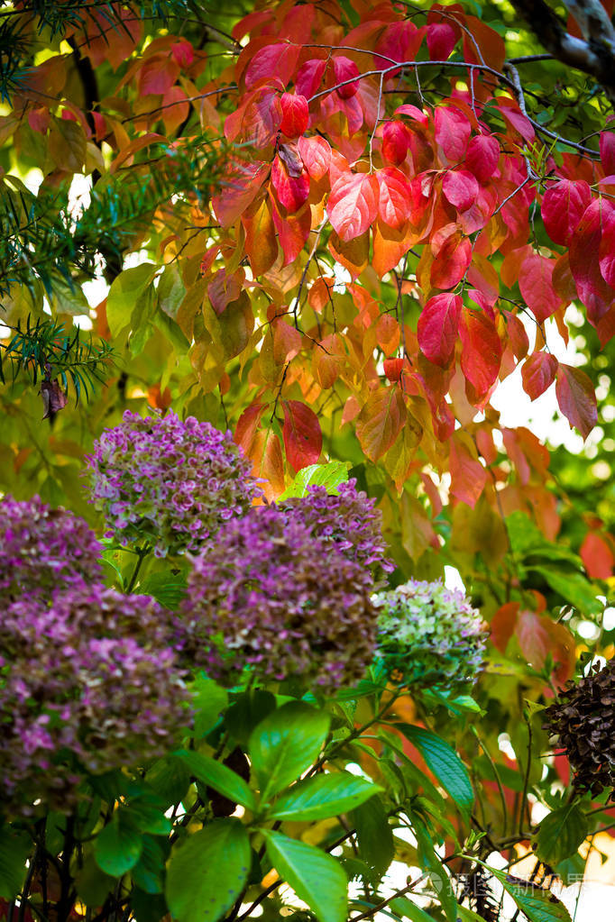 巴西坎波斯岛j若尔道的彩色植被