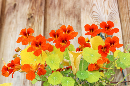 在锅明亮的 nasturtium