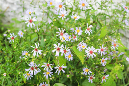 蓝色洋甘菊在夏天庭院图片