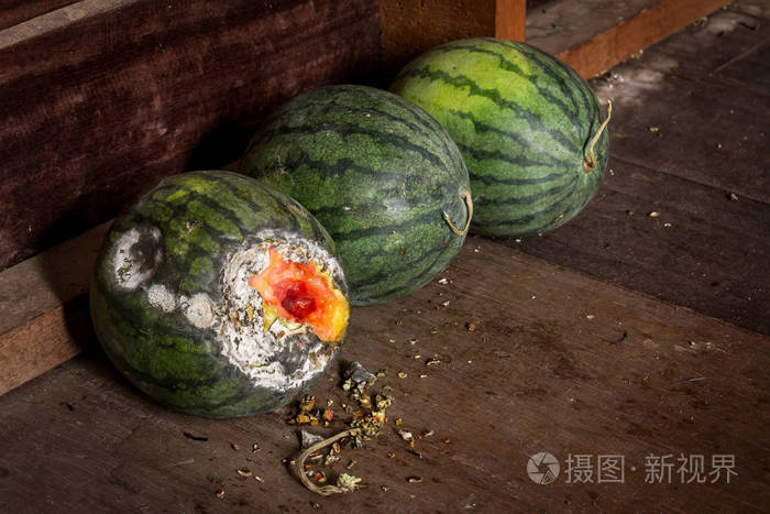 腐烂的西瓜在木头上