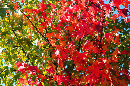 颜色秋天的树叶