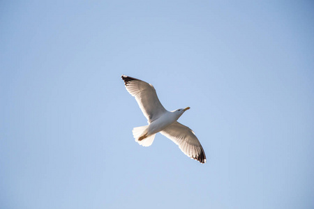 一只海鸥以天空为背景飞翔