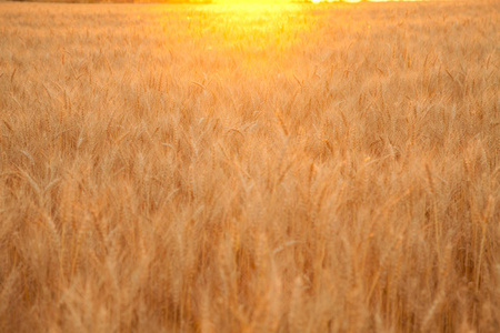 日落晚上金黄麦地