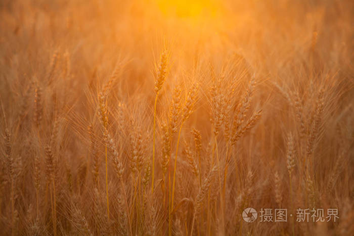 日落晚上金黄麦地