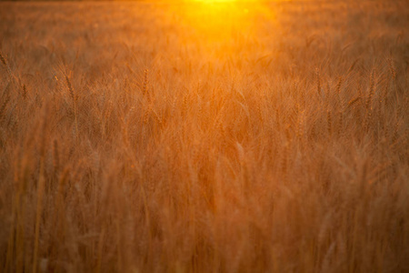 日落晚上金黄麦地