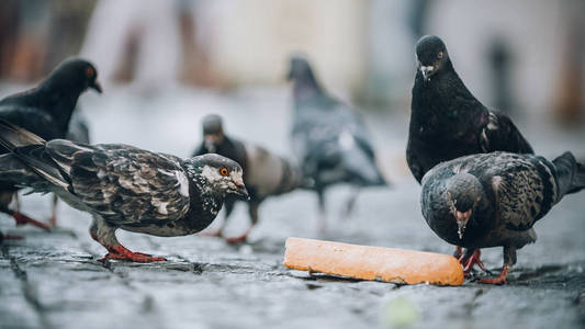 鸽子在街上吃东西。鸽子人群束饲料