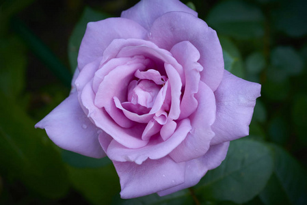 深粉色紫色紫罗兰色玫瑰花与水滴.潮湿的早晨粉红色的玫瑰与水滴.