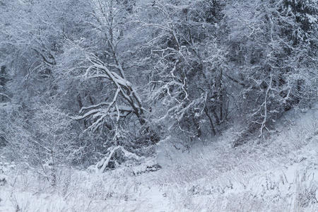 森林里覆盖着霜冻的树木图片
