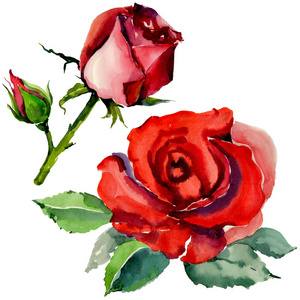 野花玫瑰一朵在孤立的水彩风格