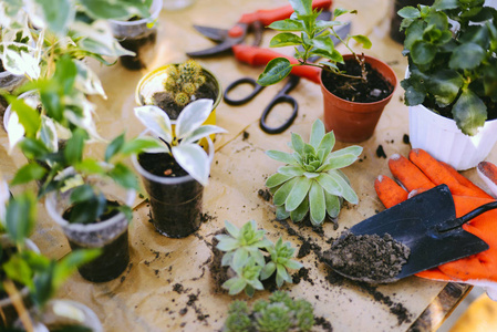 园丁手与污垢或土壤盆栽种植鲜花