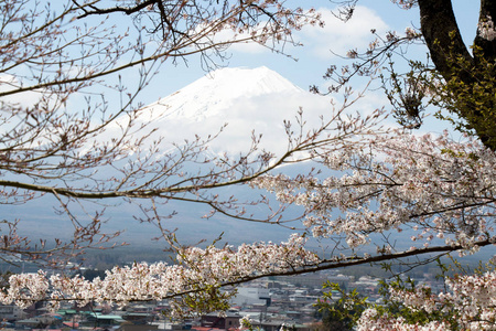 用樱花盛开的作为前景色为背景的日本富士山