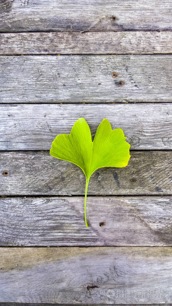银杏叶在木制的背景上绿色的叶子上药用植物