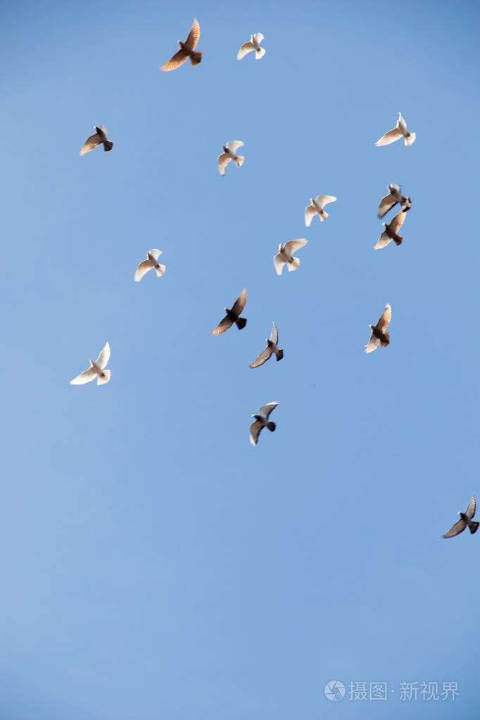 群的鸟儿飞翔在蔚蓝的天空