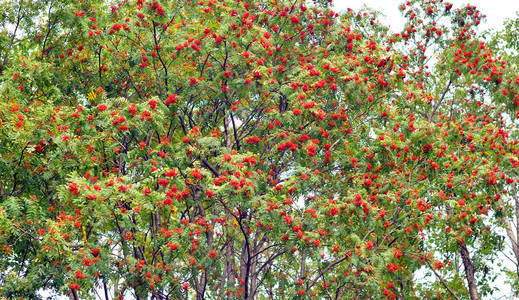 树上的红色的花楸浆果