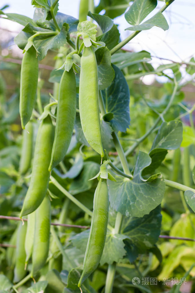 茎上的青豆