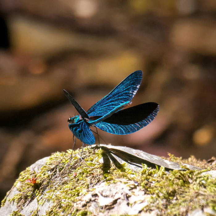 张开翅膀蓝色蜻蜓
