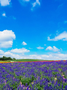 北海道的花圃