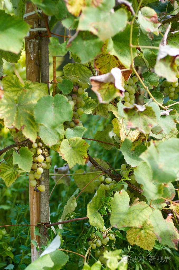 在阳光明媚的藤yardgrapes生长在葡萄树上熟透了的葡萄