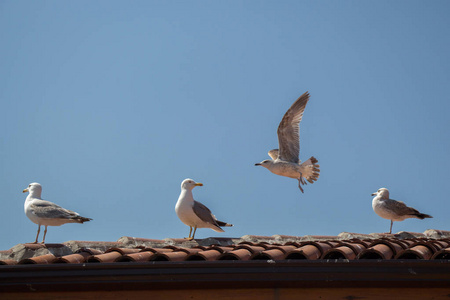 坐在屋顶上的单个海鸥