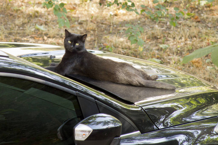 黑猫在一辆黑色汽车的引擎盖上休息