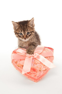 带礼品盒的搞笑小猫