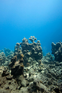 大深度蓝海背景珊瑚礁热带海底