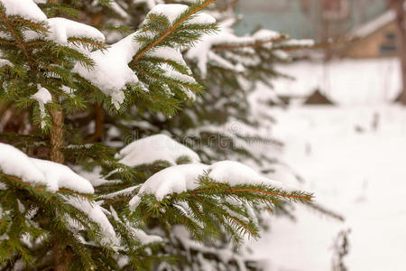 雪地里的松树