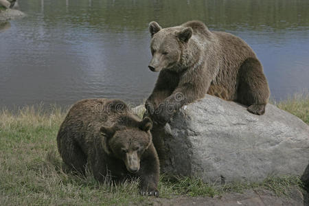 欧洲棕熊熊
